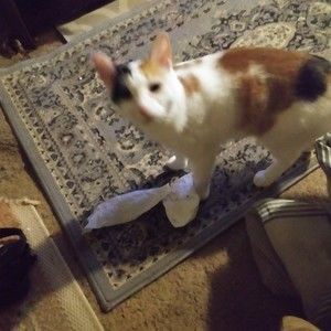 Meet your Posher, Bridgett